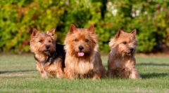 Norwich terrier (zdjęcia): inteligentny, niegrzeczny i przyjazny pies